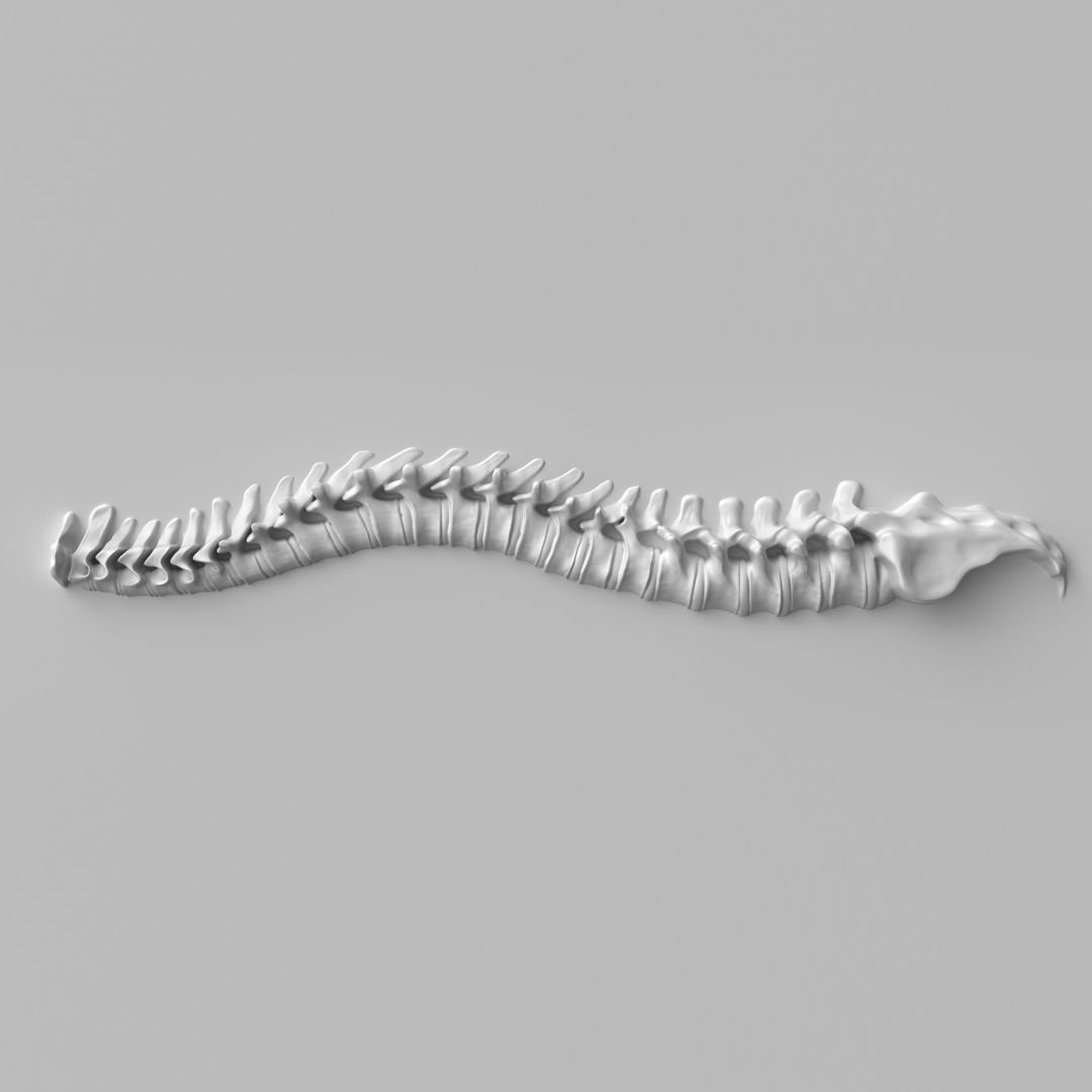 spine